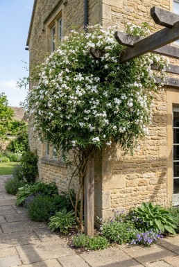 Jasminum officinale Tuteur