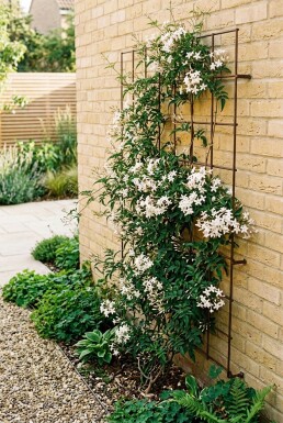 Jasminum officinale Tuteur