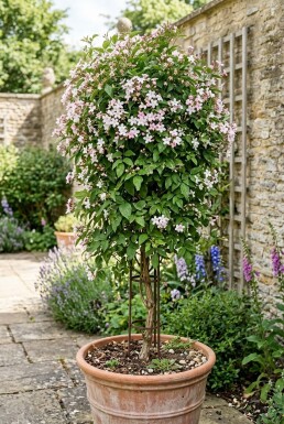 Jasminum stephanense Stok