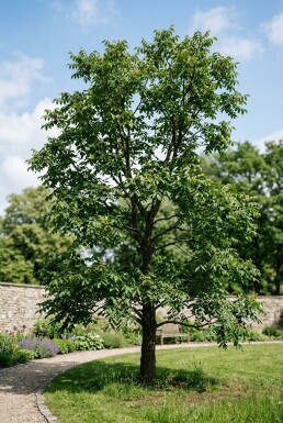 Juglans ailantifolia 'Imshu' Branchu