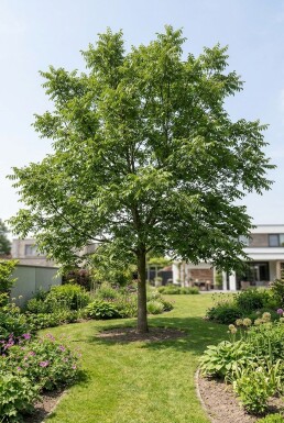 Juglans ailantifolia 'Imshu' Branchu