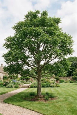 Juglans regia 'Lange van Lod' À branches