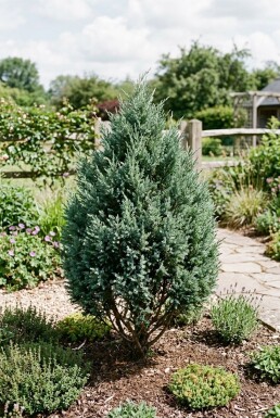 Juniperus 'Blue Chiffon' Arbuste