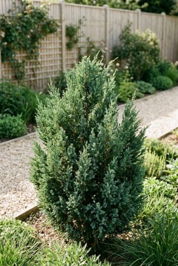 Juniperus 'Blue Chiffon' Arbuste