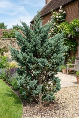 Juniperus chinensis 'Blue Alps'