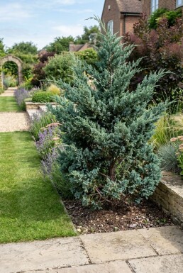 Juniperus chinensis 'Blue Alps'