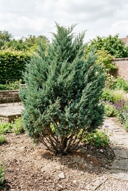 Juniperus chinensis 'Blue Alps' Arbuste