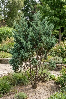 Juniperus chinensis 'Blue Alps' Arbuste