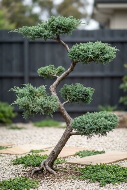 Juniperus chinensis 'Blue Alps' forme en S