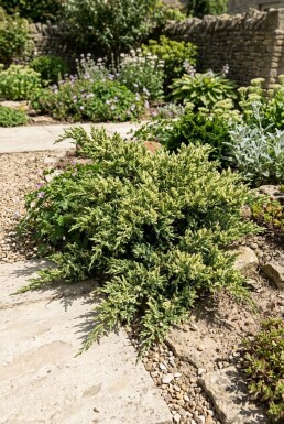 Juniperus chinensis 'Expansa Variegata' Arbuste