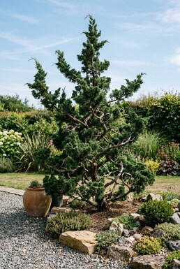 Juniperus chinensis 'Kaizuka'