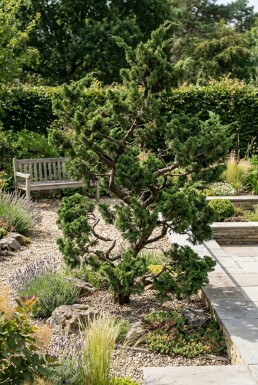Juniperus chinensis 'Kaizuka'