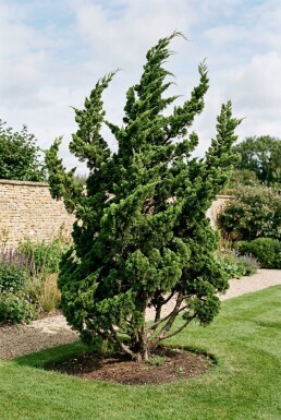 Juniperus chinensis 'Kaizuka' Arbuste