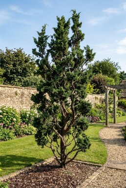 Juniperus chinensis 'Kaizuka' Arbuste