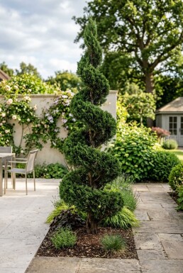 Juniperus chinensis 'Kaizuka' Spirale