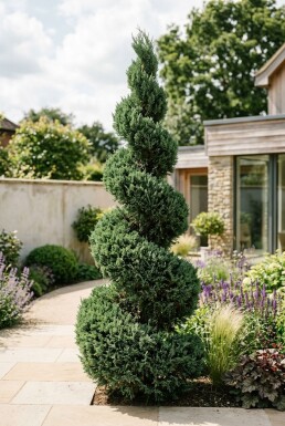 Juniperus chinensis 'Kaizuka' Spirale