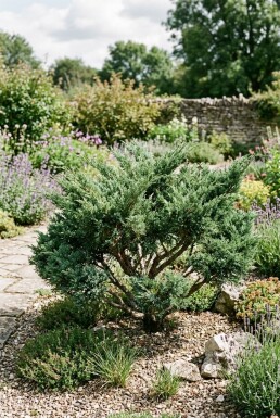 Juniperus chinensis 'San Jose' Arbuste
