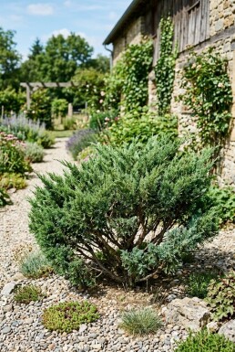 Juniperus chinensis 'San Jose' Arbuste