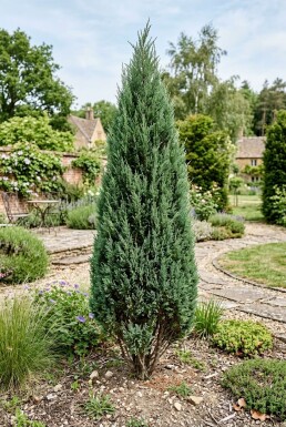 Juniperus chinensis 'Stricta' Arbuste