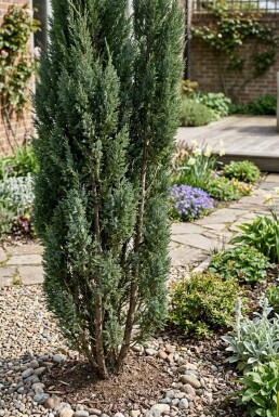 Juniperus chinensis 'Stricta' Arbuste