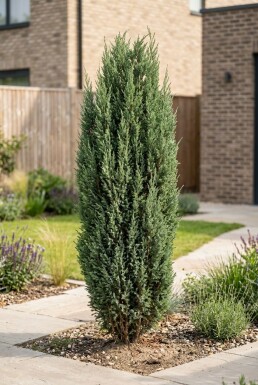 Juniperus communis 'Arnold' Arbuste