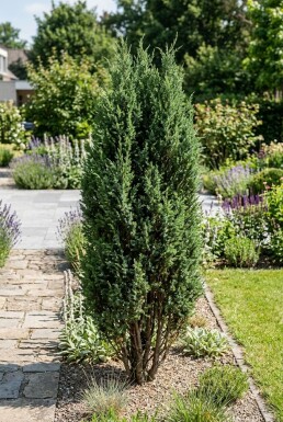 Juniperus communis 'Arnold' Arbuste