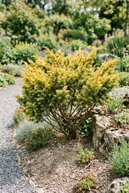 Juniperus communis 'Goldschatz' Arbuste