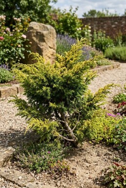 Juniperus communis 'Goldschatz' Arbuste