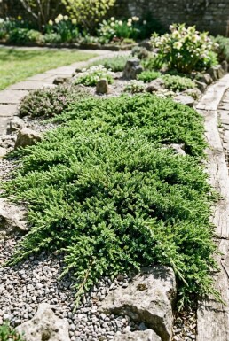 Juniperus communis 'Green Carpet'