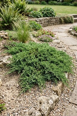 Juniperus communis 'Green Carpet'