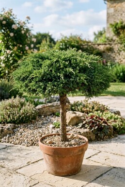 Juniperus communis 'Green Carpet' Sur tige