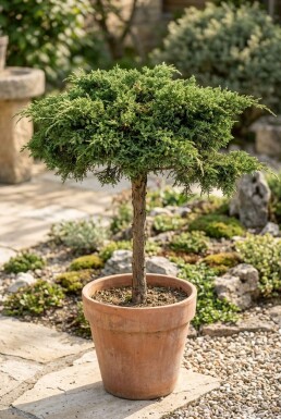 Juniperus communis 'Green Carpet' Sur tige