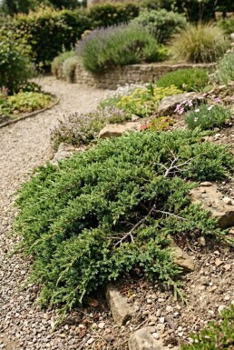 Juniperus communis 'Green Carpet' Arbuste