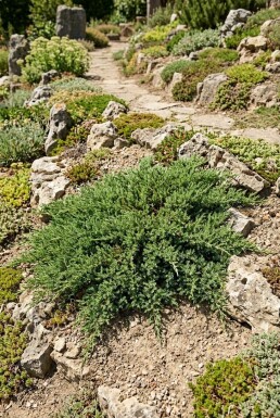 Juniperus communis 'Green Carpet' Arbuste