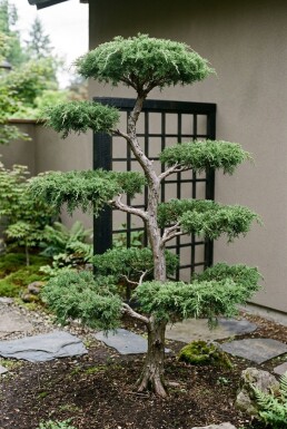 Juniperus communis 'Green Carpet' Bonsaï