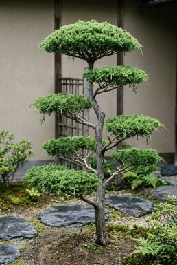 Juniperus communis 'Green Carpet' Bonsaï
