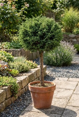 Juniperus communis 'Greenmantle' Sur tige