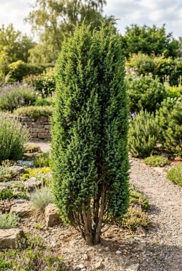 Juniperus communis 'Hibernica' Arbuste
