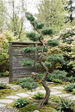Juniperus communis 'Hornibrookii' Bonsaï