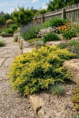 Juniperus communis 'Lemon Carpet' Arbuste