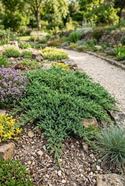 Juniperus communis 'Repanda'