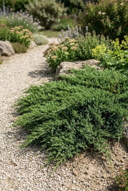Juniperus communis 'Repanda'