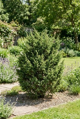 Juniperus communis 'Ristol' Arbuste