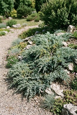 Juniperus communis 'Silver Carpet' Arbuste