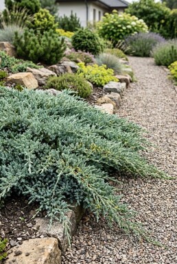 Juniperus communis 'Silver Carpet' Arbuste