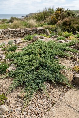 Juniperus conferta 'Schlager'