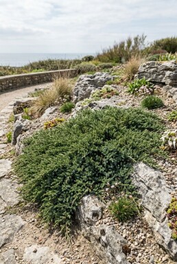 Juniperus conferta 'Schlager'
