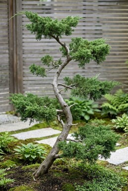 Juniperus conferta 'Schlager' Bonsai