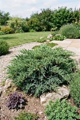 Juniperus horizontalis 'Andorra Compacta' Arbuste