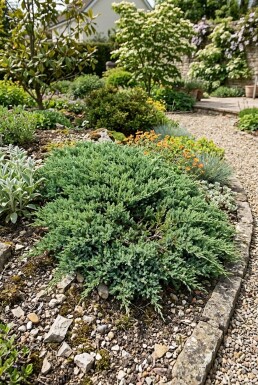 Juniperus horizontalis 'Andorra Compacta' Arbuste